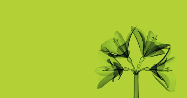 Mekitec X-ray inspection system with flower visualization